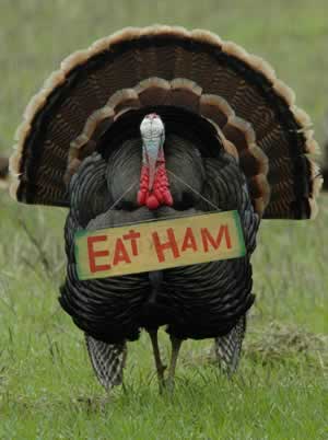 eat_ham_434619.jpg